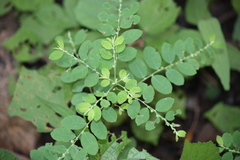 Phyllanthus rheedei